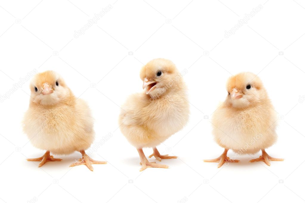 Three cute baby chickens chicks