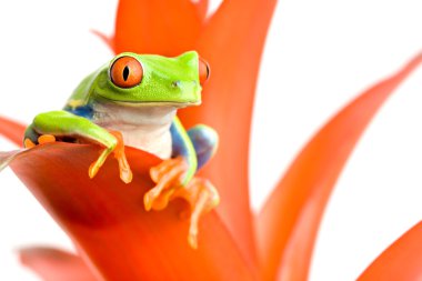 Frog on his throne clipart