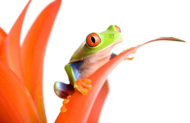 Frog on a plant clipart