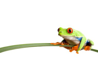 Frog on a leaf clipart