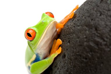 Frog on a rock clipart