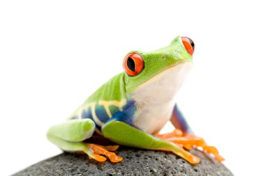 Frog on a rock clipart