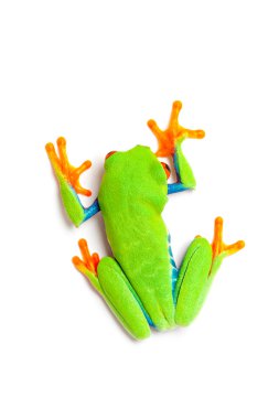 Green frog top view isolated on white clipart