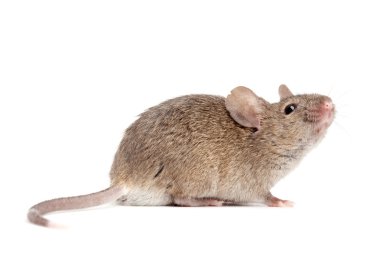 Mouse close up isolated on white clipart