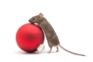 Christmas mouse and bauble isolated clipart