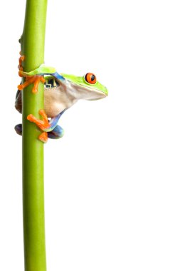 Frog on plant stem isolated clipart