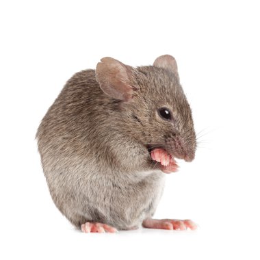 Evil mouse isolated on white clipart