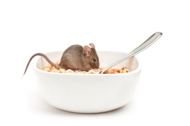 Mouse in cereal bowl isolated clipart