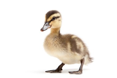 Baby duck isolated on white