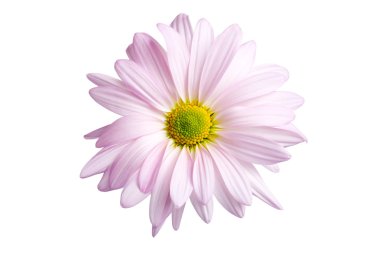 Daisy isolated clipart