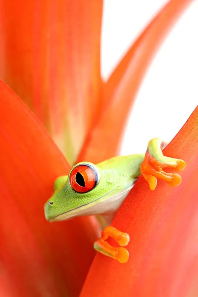 Grenouille arbustive aux yeux rouges — Photo