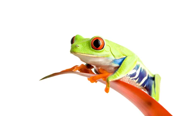 Frog op guzmania — Stockfoto