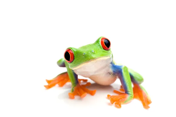 Žába záběr na bílém pozadí — Stock fotografie