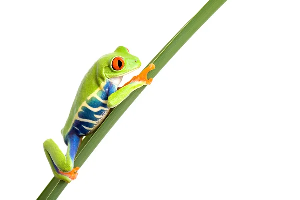 Žába na samostatný list bílé — Stock fotografie