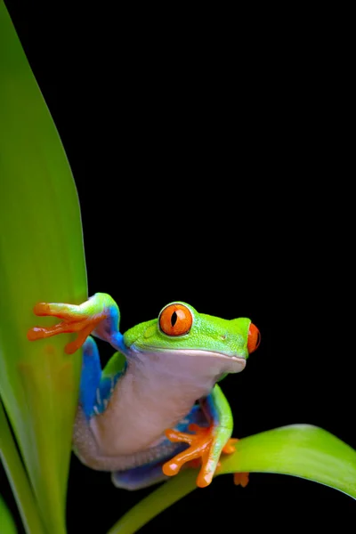 Frog on plant leaves isolated black — Stock Photo, Image