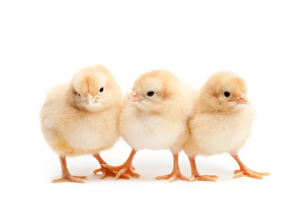 Tři roztomilé kuřat izolovaných na bílém — Stock fotografie