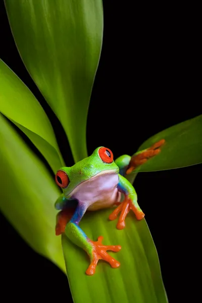 Frosch auf einer Pflanze isoliert schwarz — Stockfoto