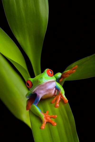 Frog on a plant isolated black