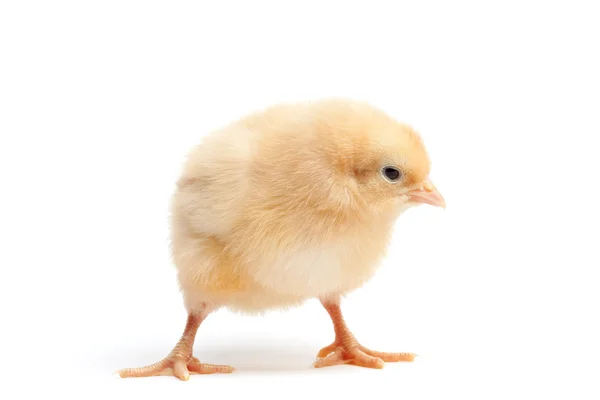 Funky chicken isolerad på vit — Stockfoto