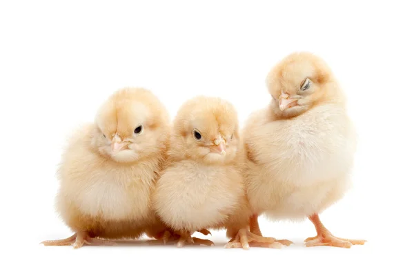 Three cute chicks isolated on white — Stock Photo, Image