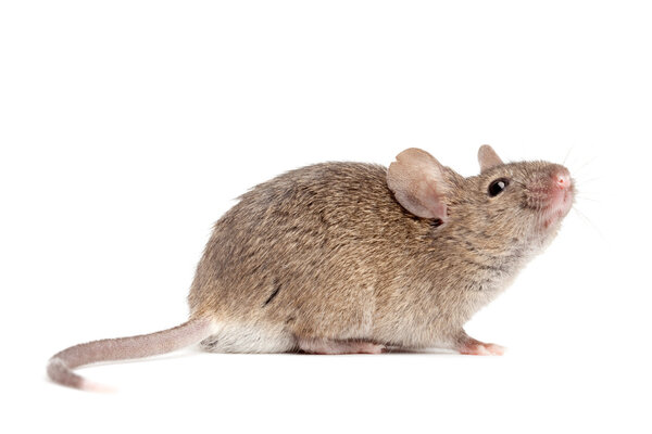 Mouse close up isolated on white
