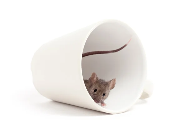 Περίεργος ποντίκι που απομονώνονται σε λευκό — Φωτογραφία Αρχείου