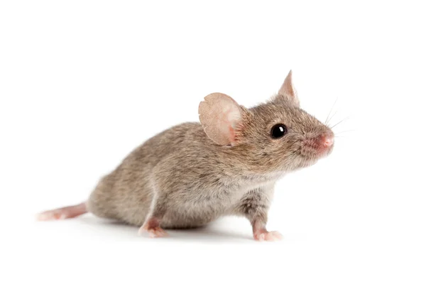 Ratón aislado en blanco — Foto de Stock