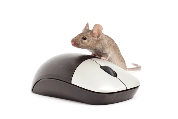 Maus isoliert auf weiß — Stockfoto