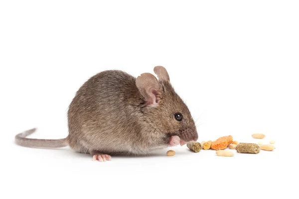 Cute mouse eating isolated on white — Stock Photo, Image
