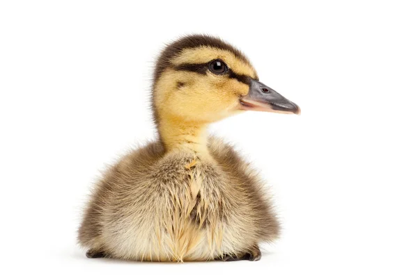 Duck isolated on white — Stock Photo, Image
