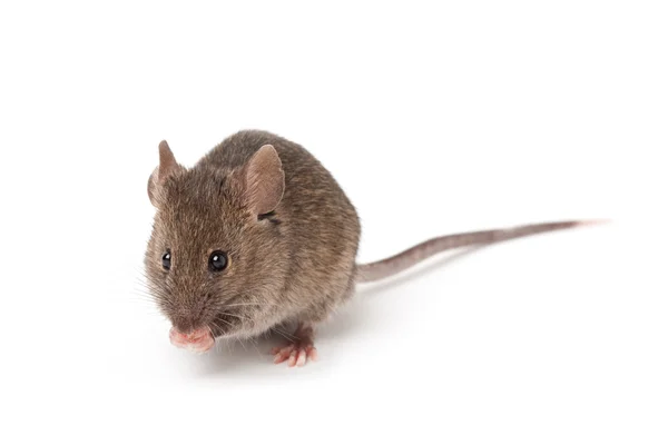 Maus isoliert auf weiß — Stockfoto