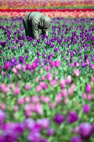 Hombre trabajando en el campo de tulipanes — Foto de Stock