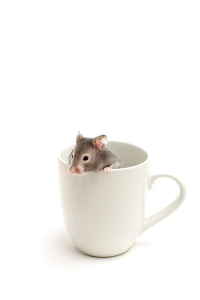 Hamster no esconderijo — Fotografia de Stock