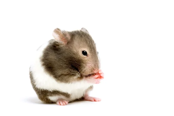 Hamster isolado em branco — Fotografia de Stock