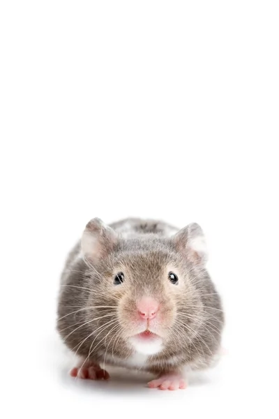 Hamster close-up — Stockfoto