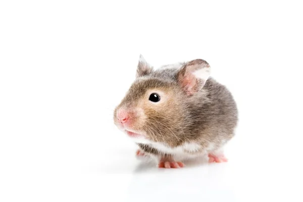 Hamster dicht omhoog geïsoleerde — Stockfoto