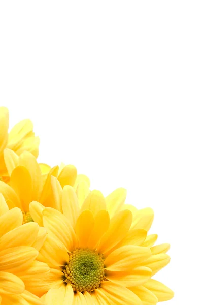 Gele daisy hoek — Stockfoto