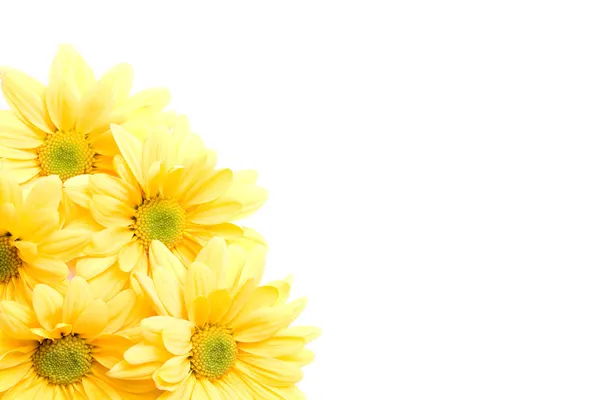 Margaridas amarelas canto — Fotografia de Stock