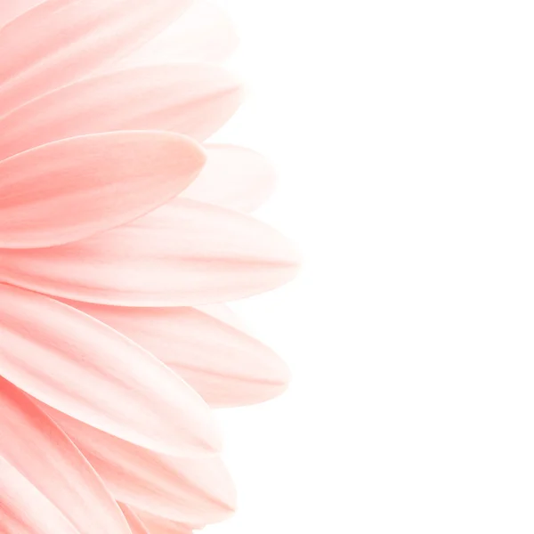핑크 꽃잎 highkey — 스톡 사진