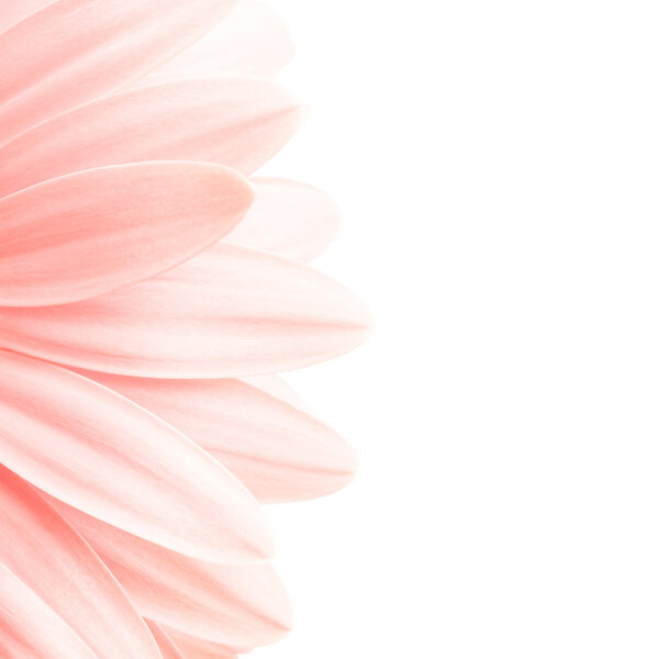 Pink petals shot highkey isolated on white, 1:1 ratio crop of 5D image
