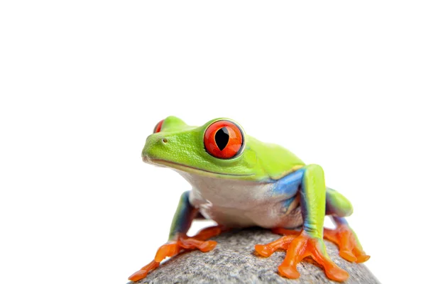 Žába izolovaná na bílém — Stock fotografie