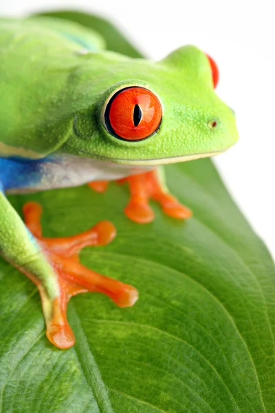 Frosch auf einem Blatt isoliert — Stockfoto