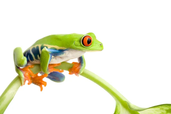 Frog on stem isolated — Stock Photo, Image