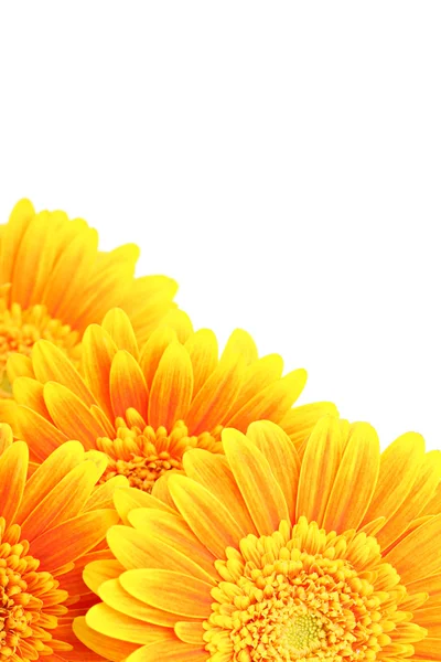 Blumen Hintergrund isoliert — Stockfoto