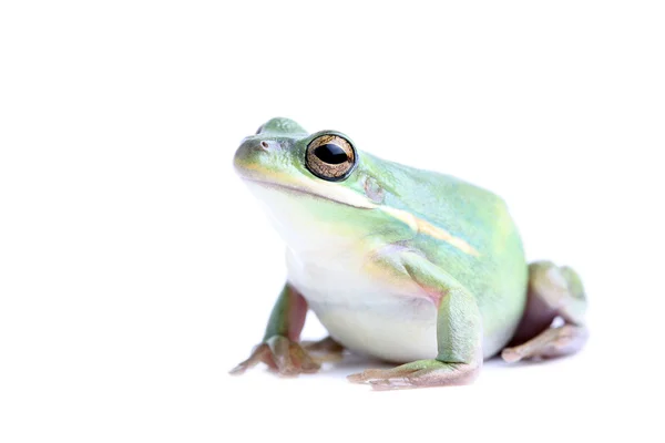 Tłuszczu żaba na białym tle — Zdjęcie stockowe