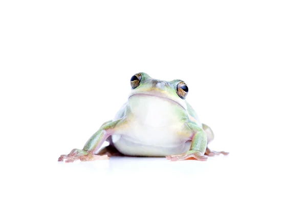Frosch isoliert auf weiß — Stockfoto