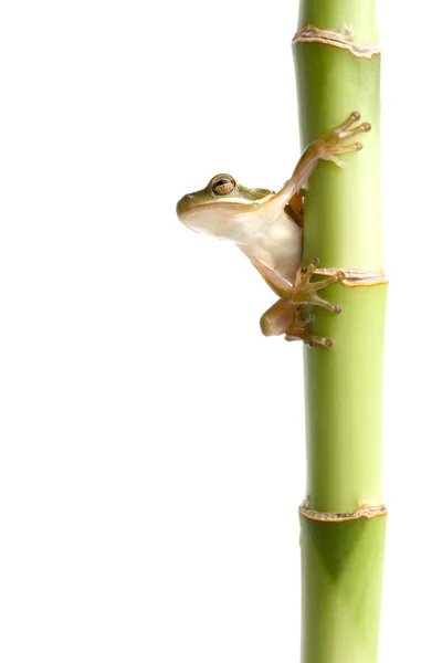 Žába na bambusové izolované bílé — Stock fotografie