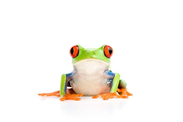 Žába izolovaná na bílém — Stock fotografie