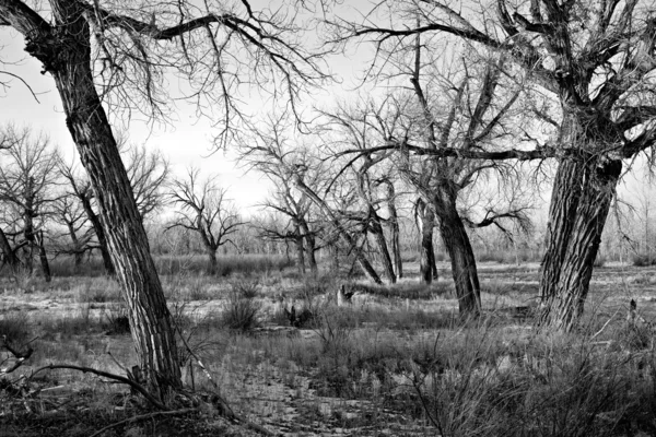 Árvores nuas em preto e branco — Fotografia de Stock