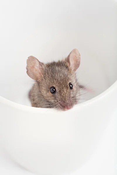 Myš v hrnku — Stock fotografie